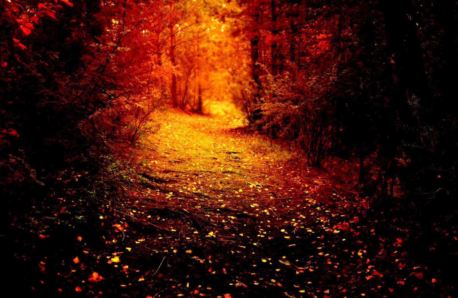 Autumn Pathway Glow Wallpaper