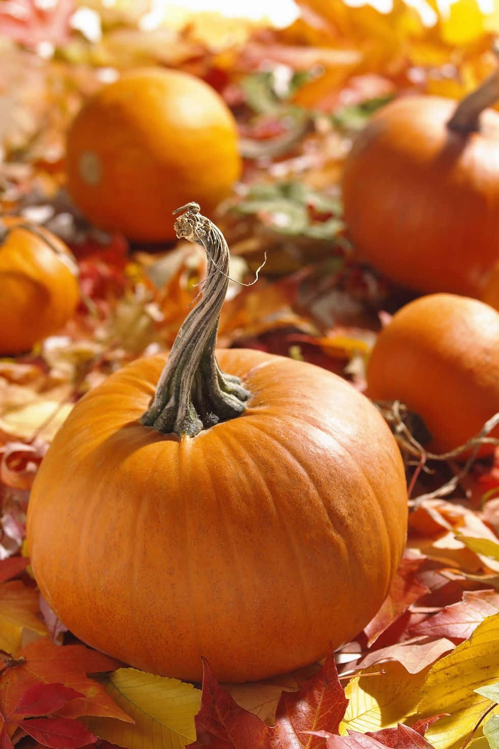 Autumn Pumpkin Amidst Fallen Leaves Wallpaper