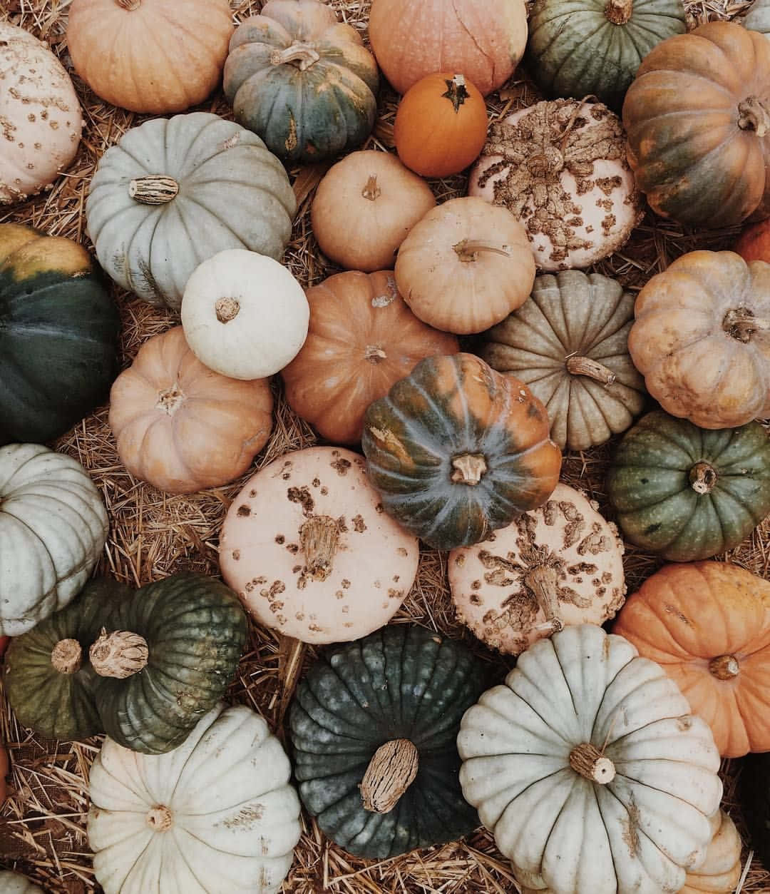 Autumn Pumpkin Variety.jpg Wallpaper