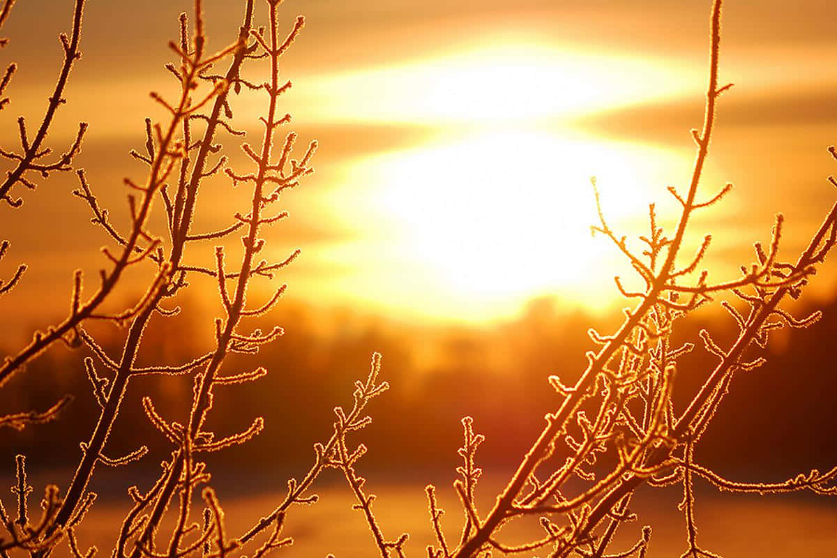 Autumn Sunrise Frosty Branches.jpg Wallpaper