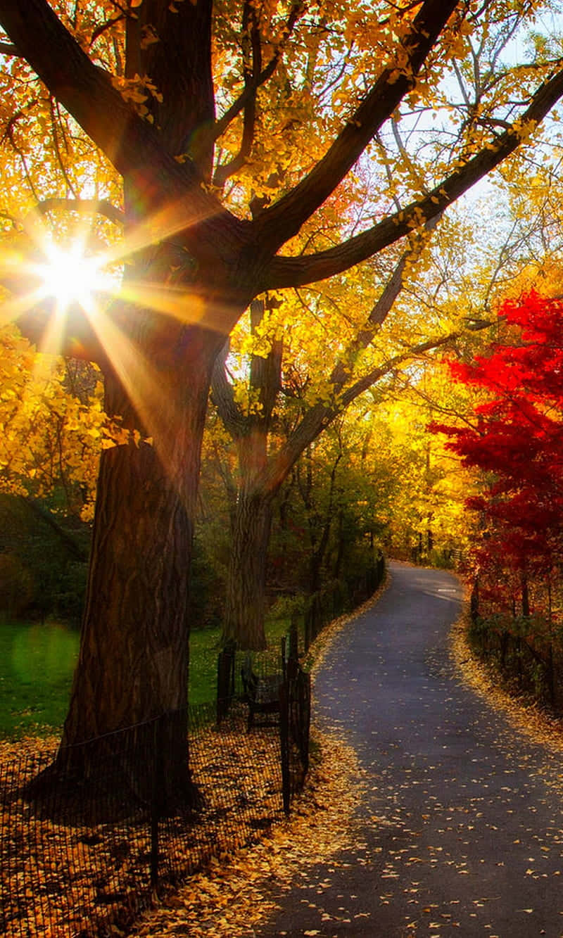 Autumn Sunrise Path.jpg Wallpaper