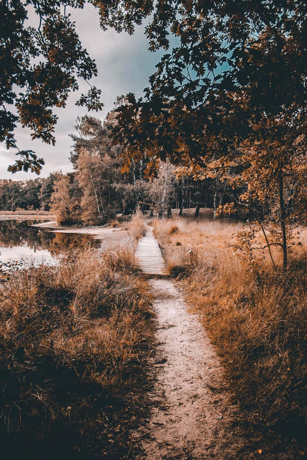 Autumn Woodland Path Enschede Wallpaper