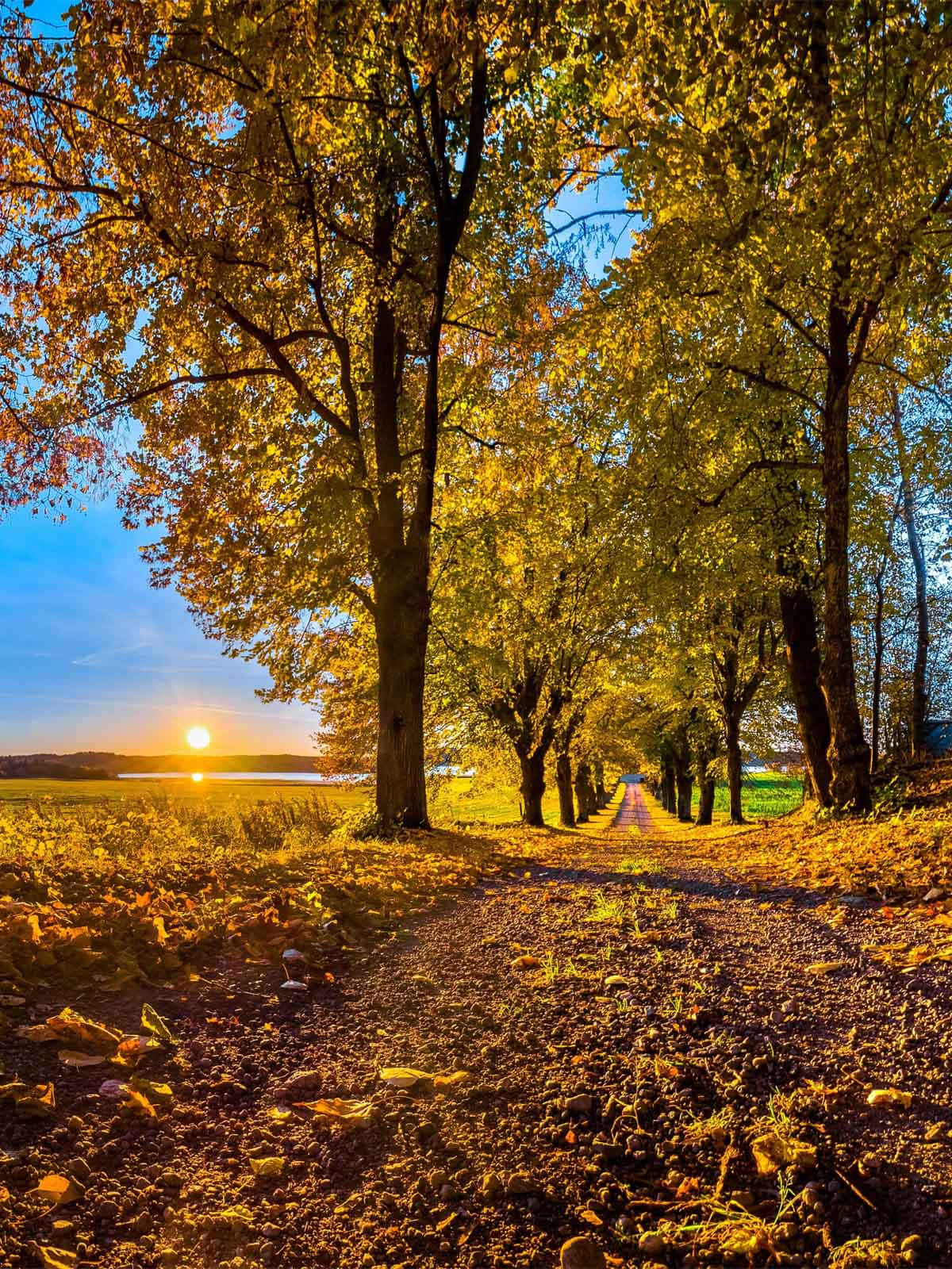 Autumnal Sunrise Path.jpg Wallpaper