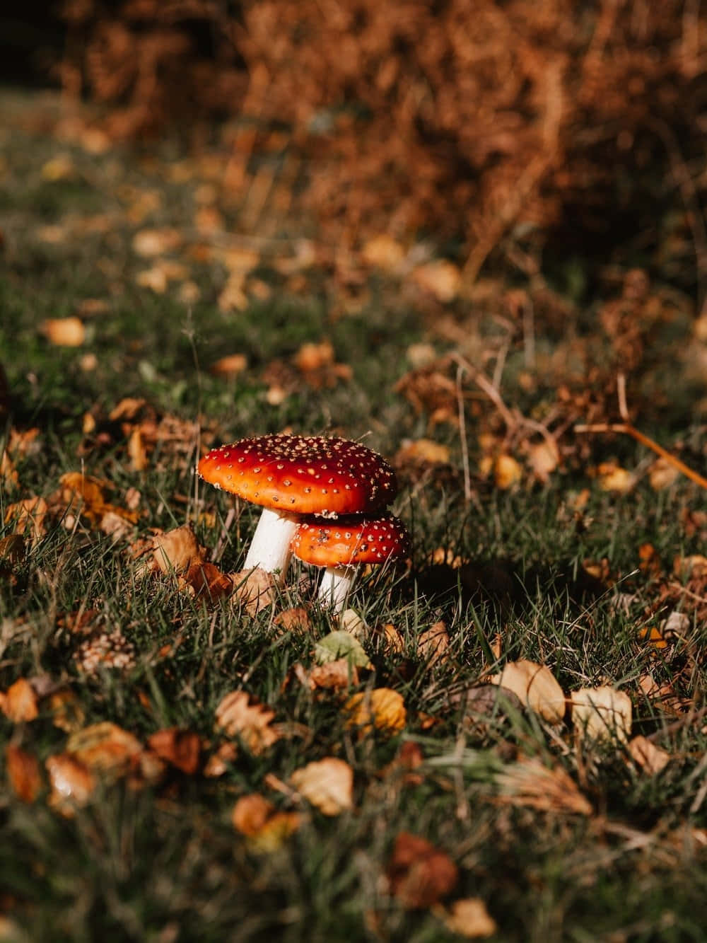 Autumnal Toadstoolsin Grass Wallpaper