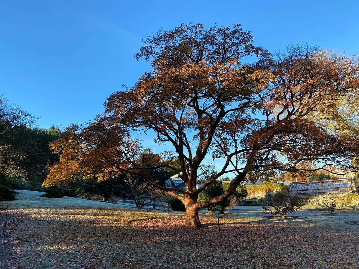 Autumnal Tree Royal Botanic Garden Edinburgh Wallpaper