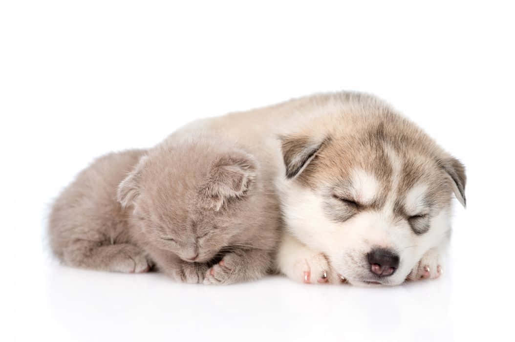 Awww! Best Friends Forever -kitten And Puppy Wallpaper