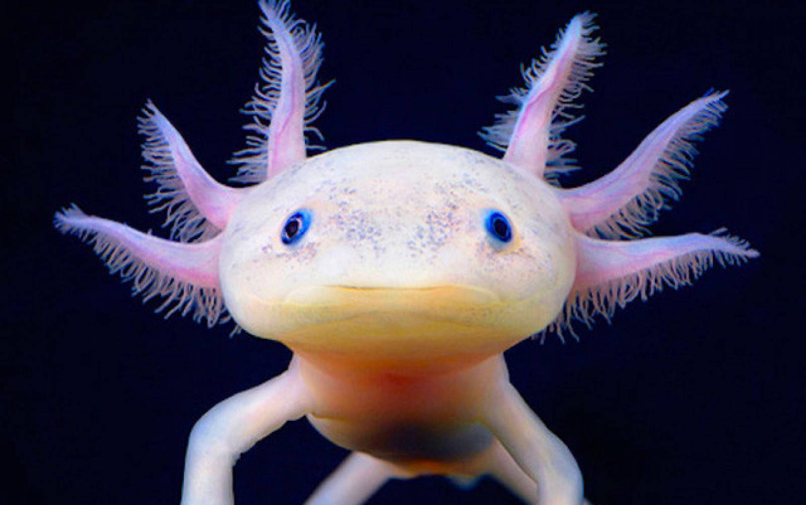 Axolotl Close-up Portrait Wallpaper