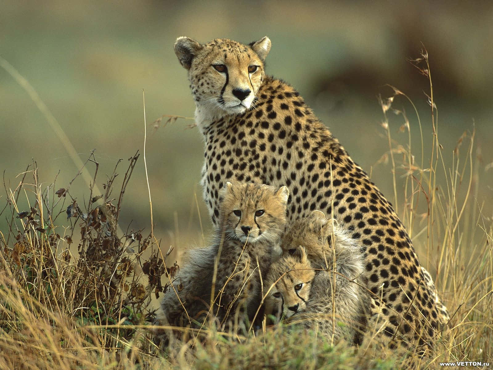 Baby Cheetah Playfully Pouncing Wallpaper