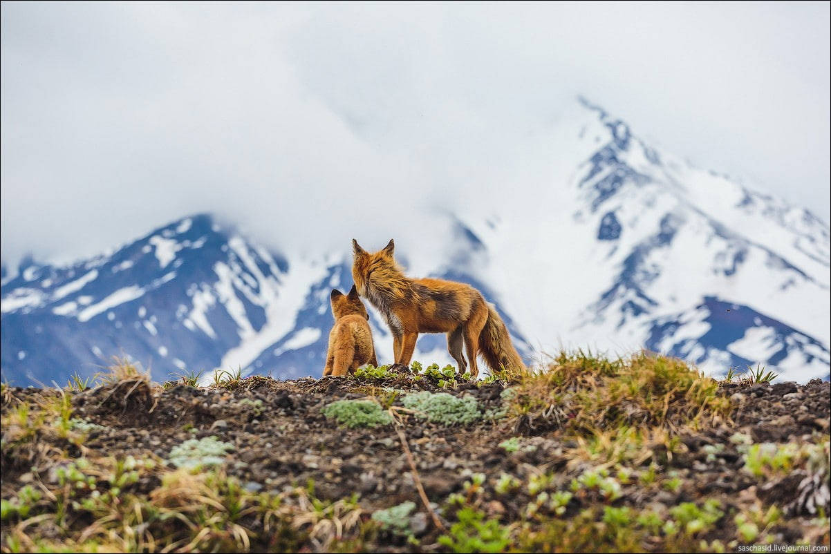 Baby Fox High Mountains Wallpaper