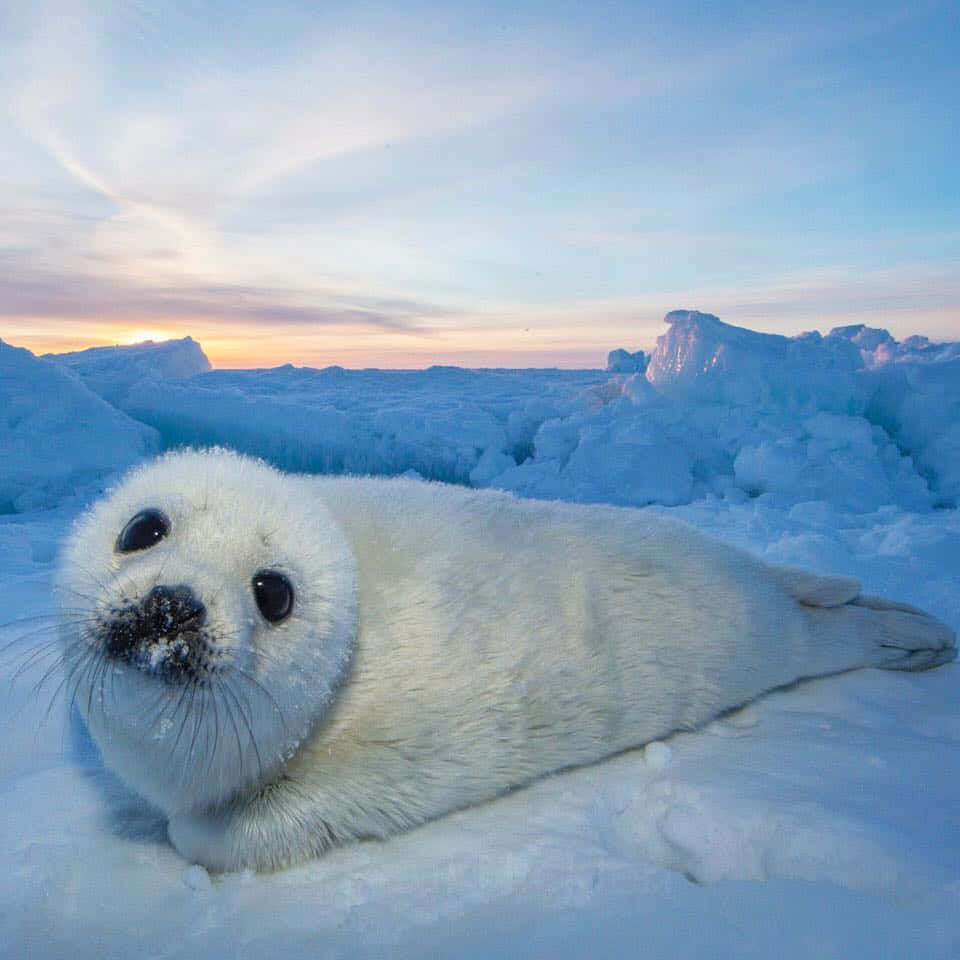 Baby Harp Seal Sunset Ice Wallpaper