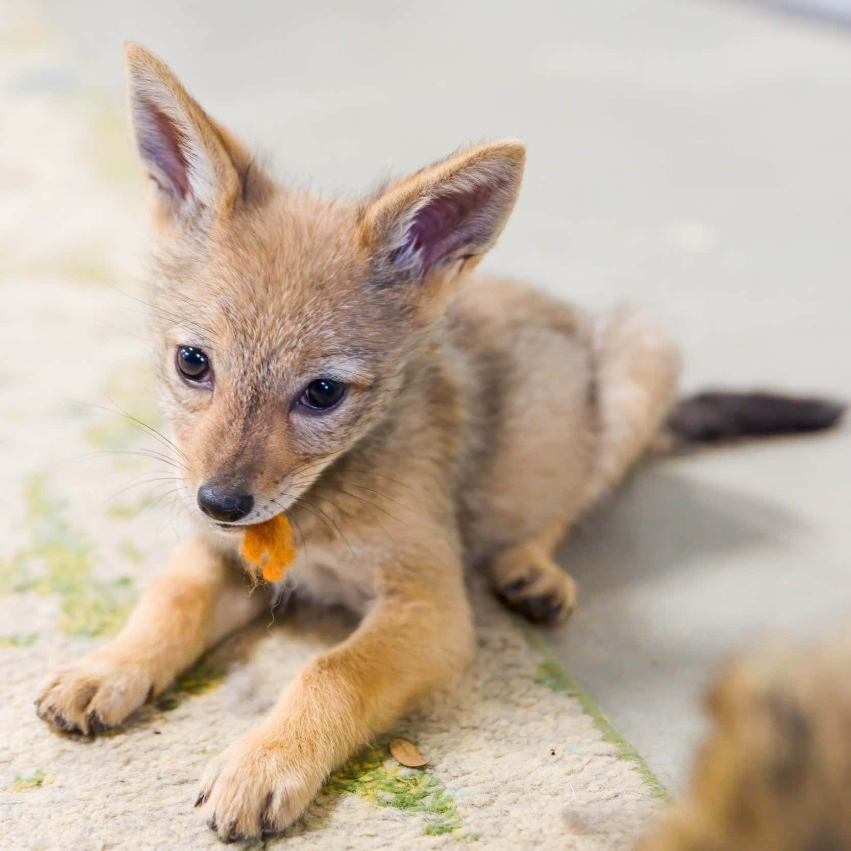 Baby Jackal Puppy Cute Wallpaper