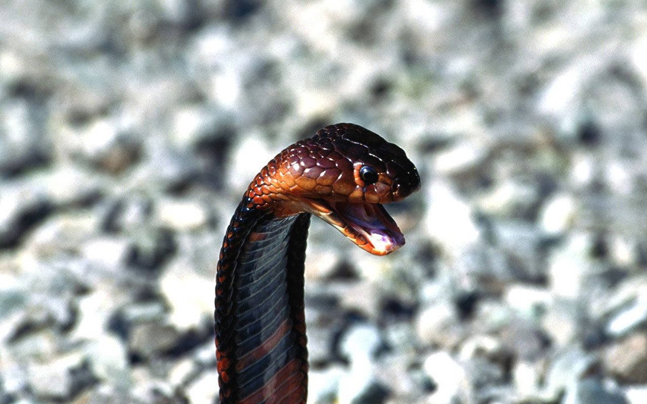 Baby King Cobra Wallpaper