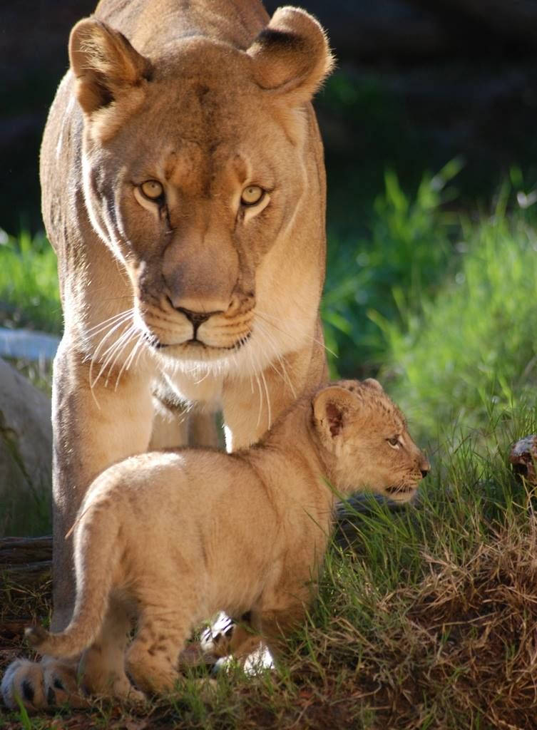 Baby Lion And A Fierce Lioness Wallpaper