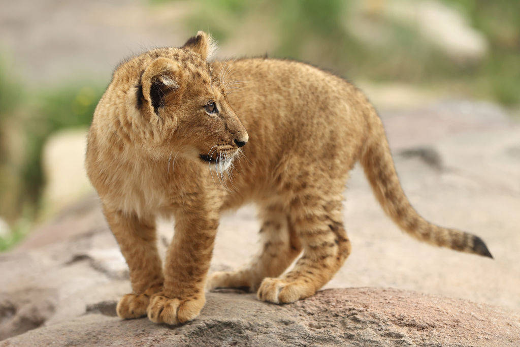 Baby Lion Cub Wallpaper