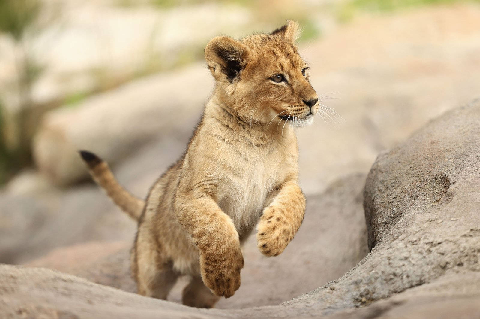 Baby Lion Mid-jump Wallpaper