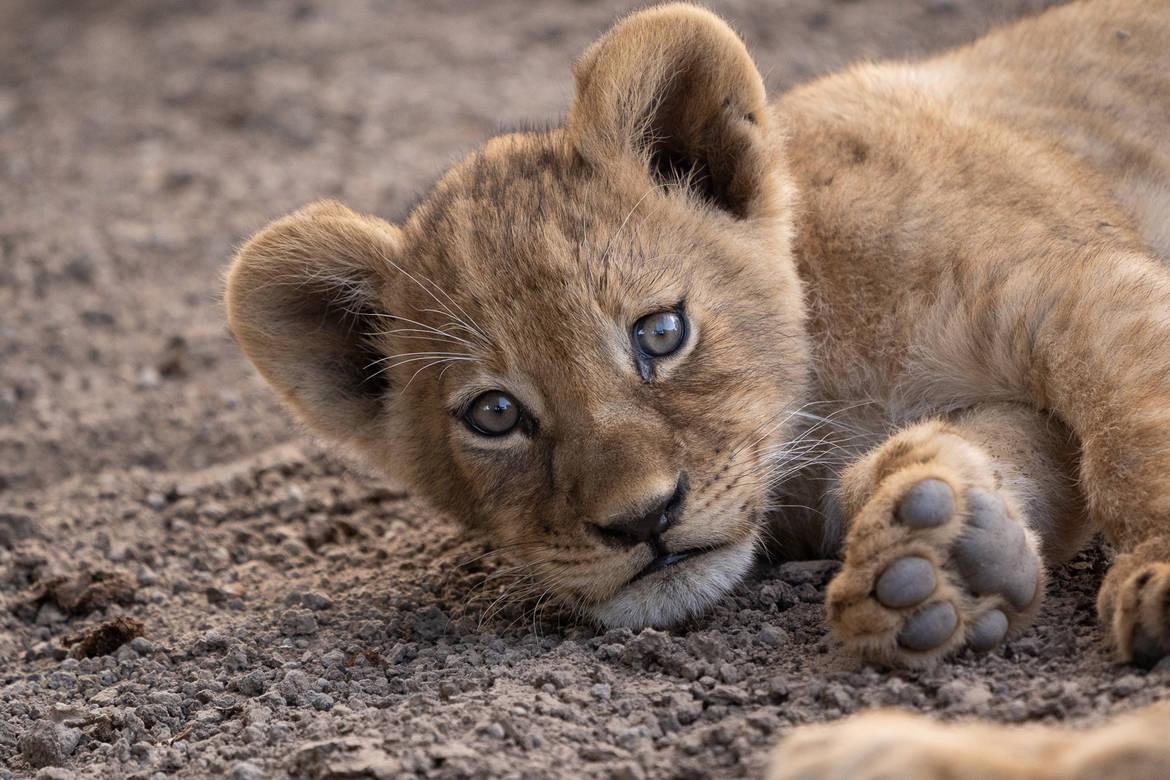 Baby Lion That Just Woke Up Wallpaper