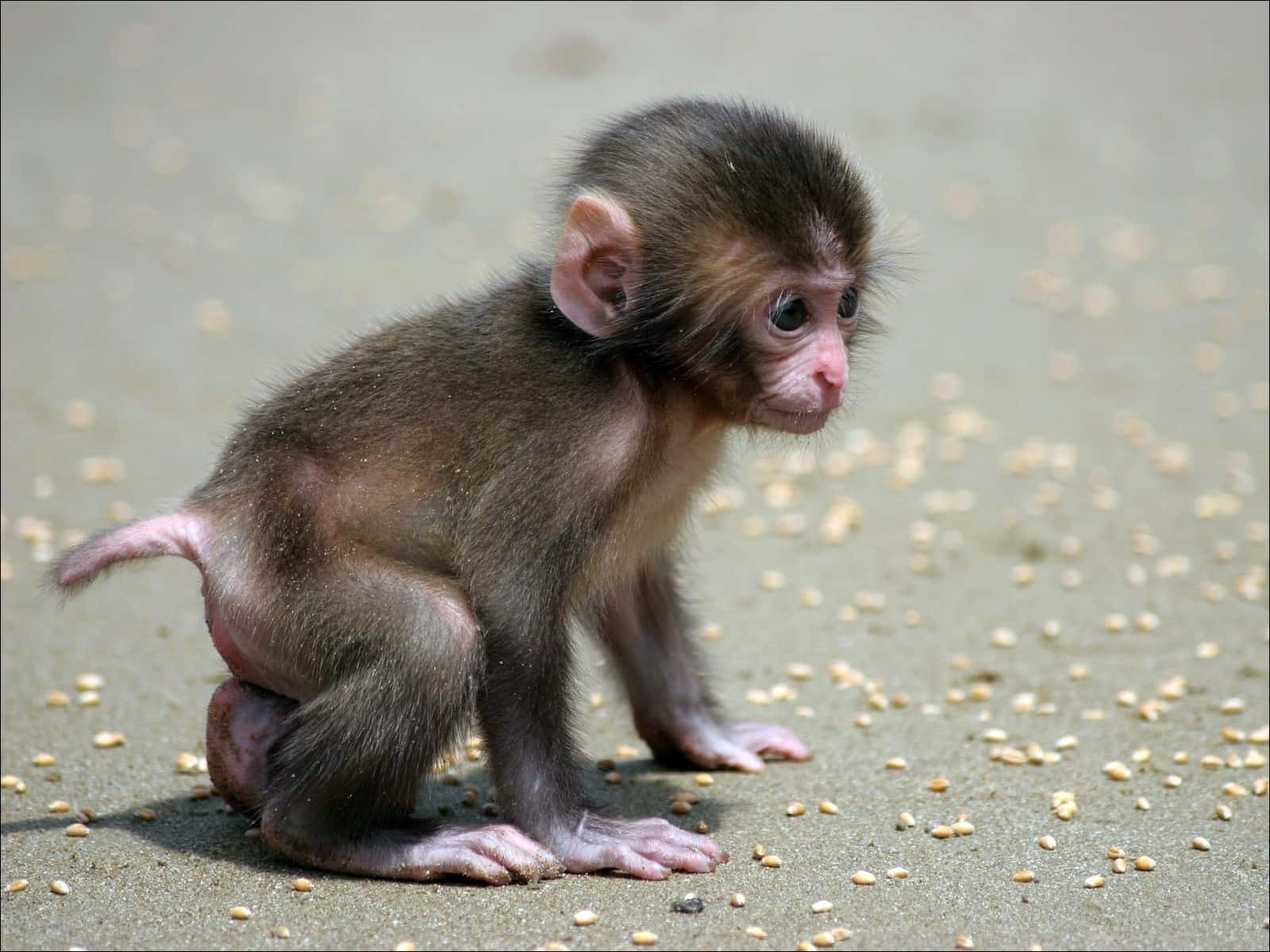 Baby_ Macaque_ On_ Sand.jpg Wallpaper