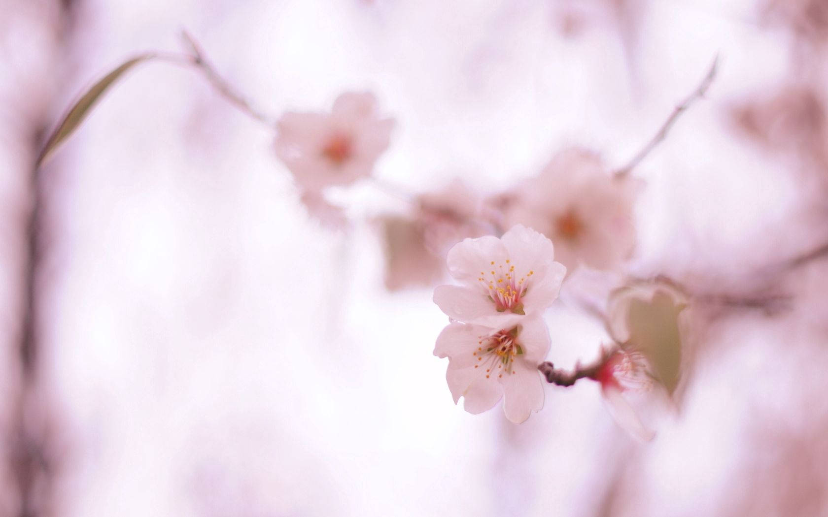 Baby Pink Spring Flowers Wallpaper