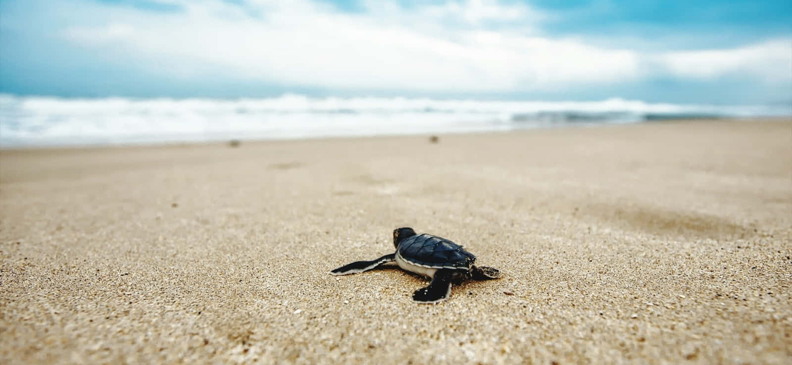 Baby Turtle Journeyto Sea Wallpaper