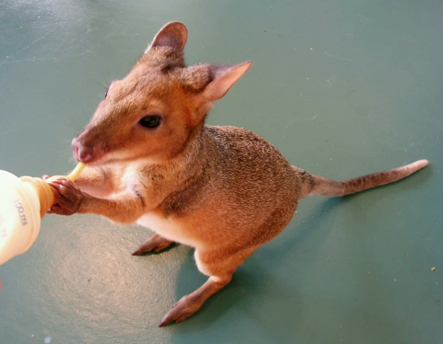 Baby Wallaby Feeding From Bottle Wallpaper