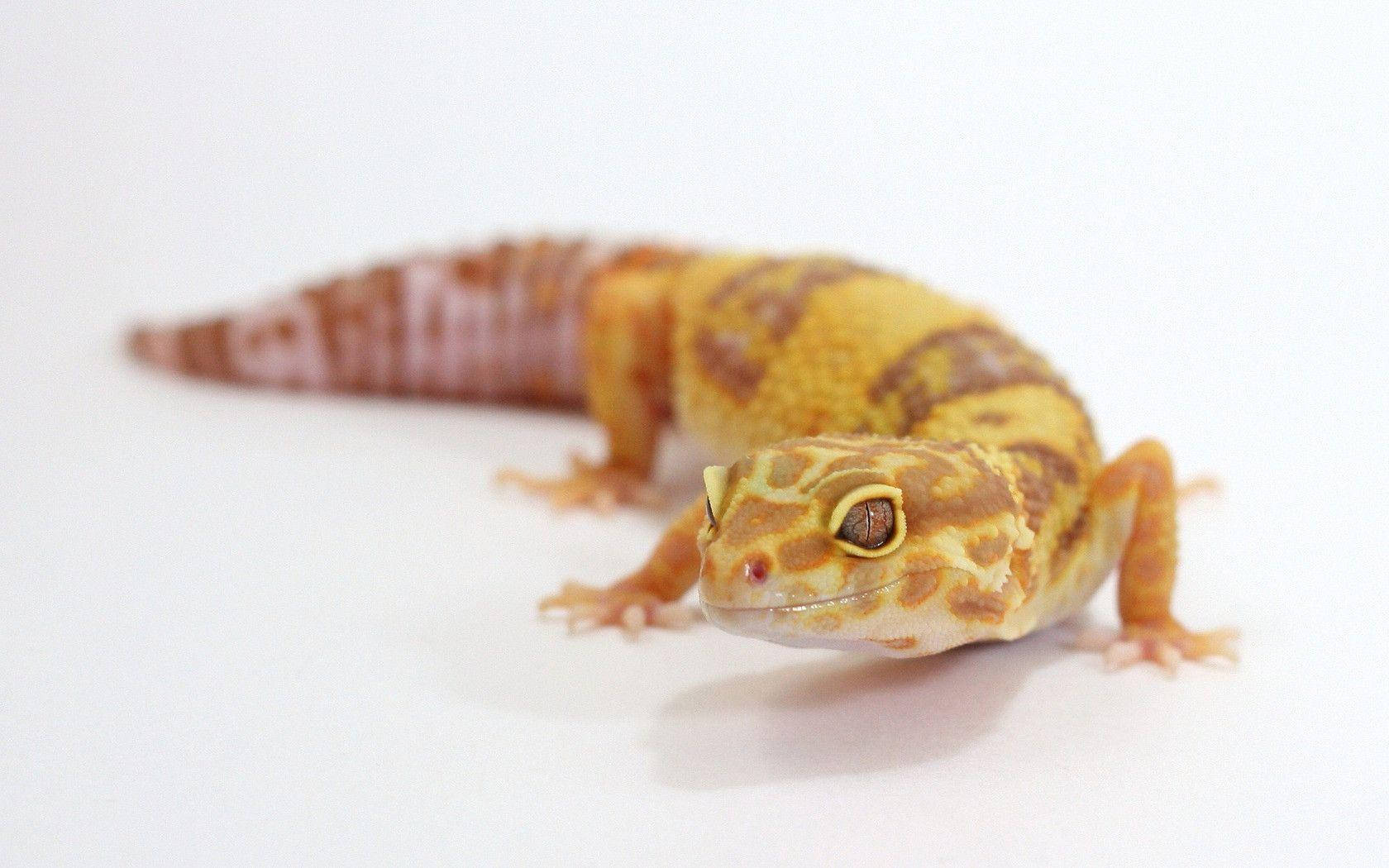 Baby Yellow Leopard Gecko Wallpaper