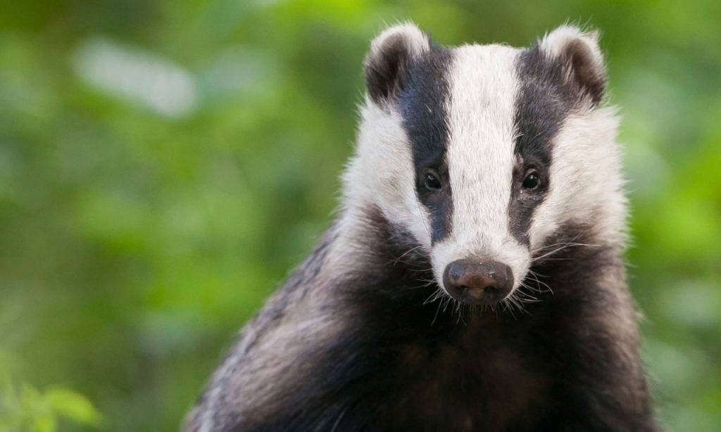 Badger Awesome Animal Wallpaper