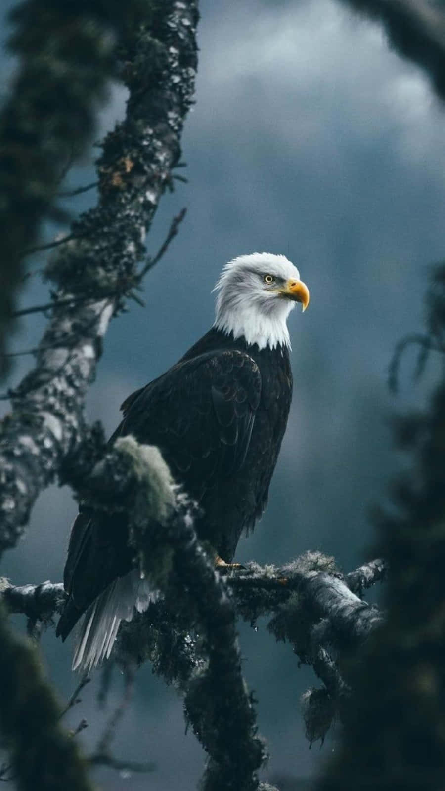 Bald Eagle In A Tree Branch Wallpaper