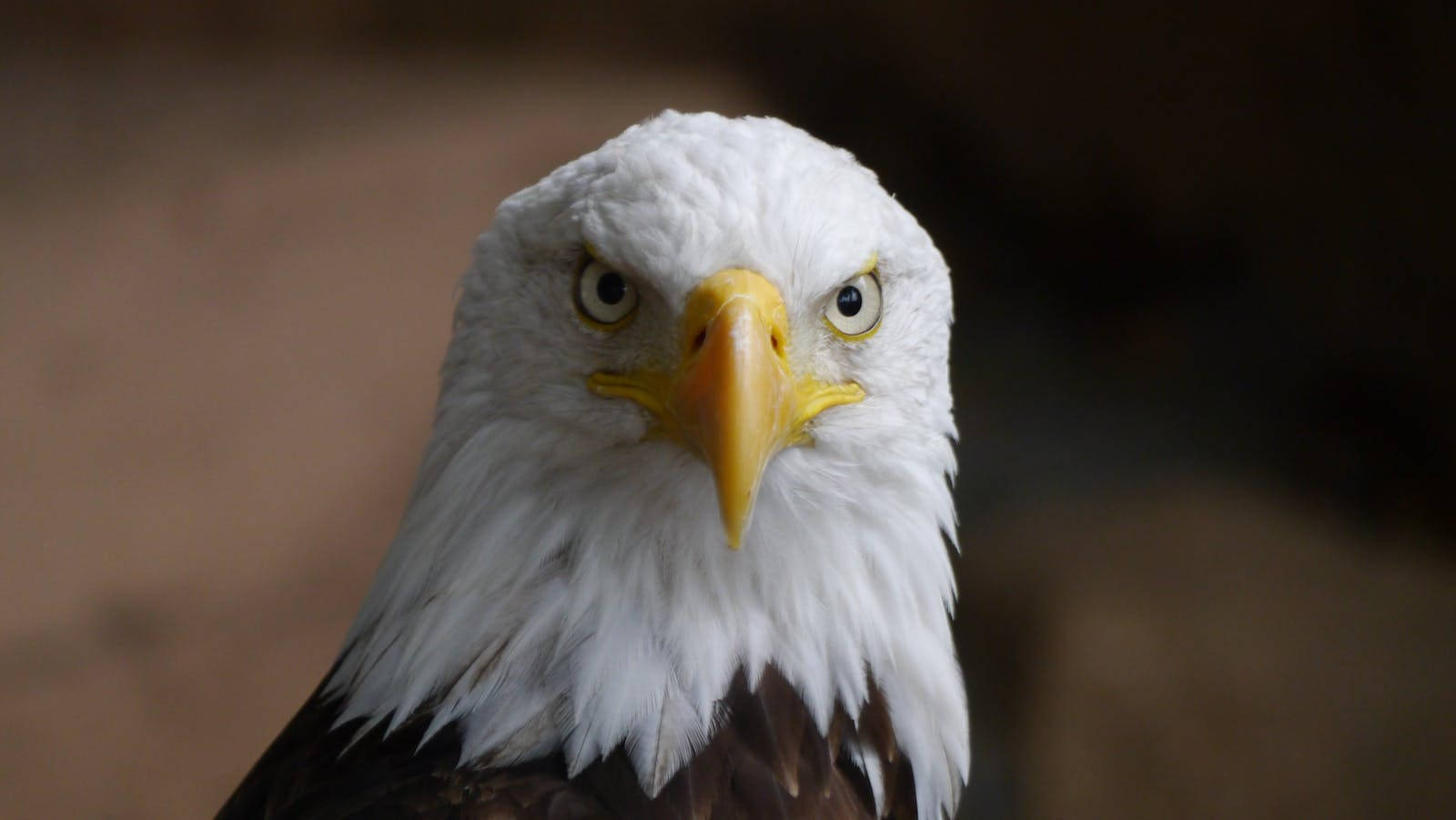 Bald Eagle Observing Viewer Wallpaper