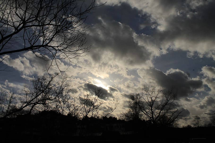 Bald Trees Aesthetic Cloud Desktop Wallpaper