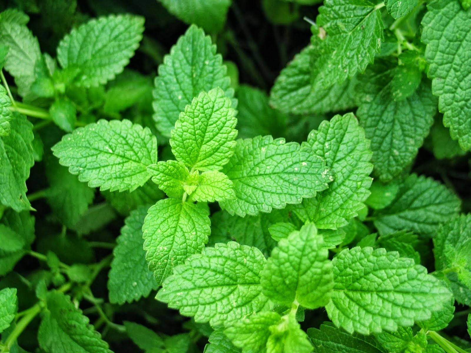 Balmy Mint Plant Wallpaper