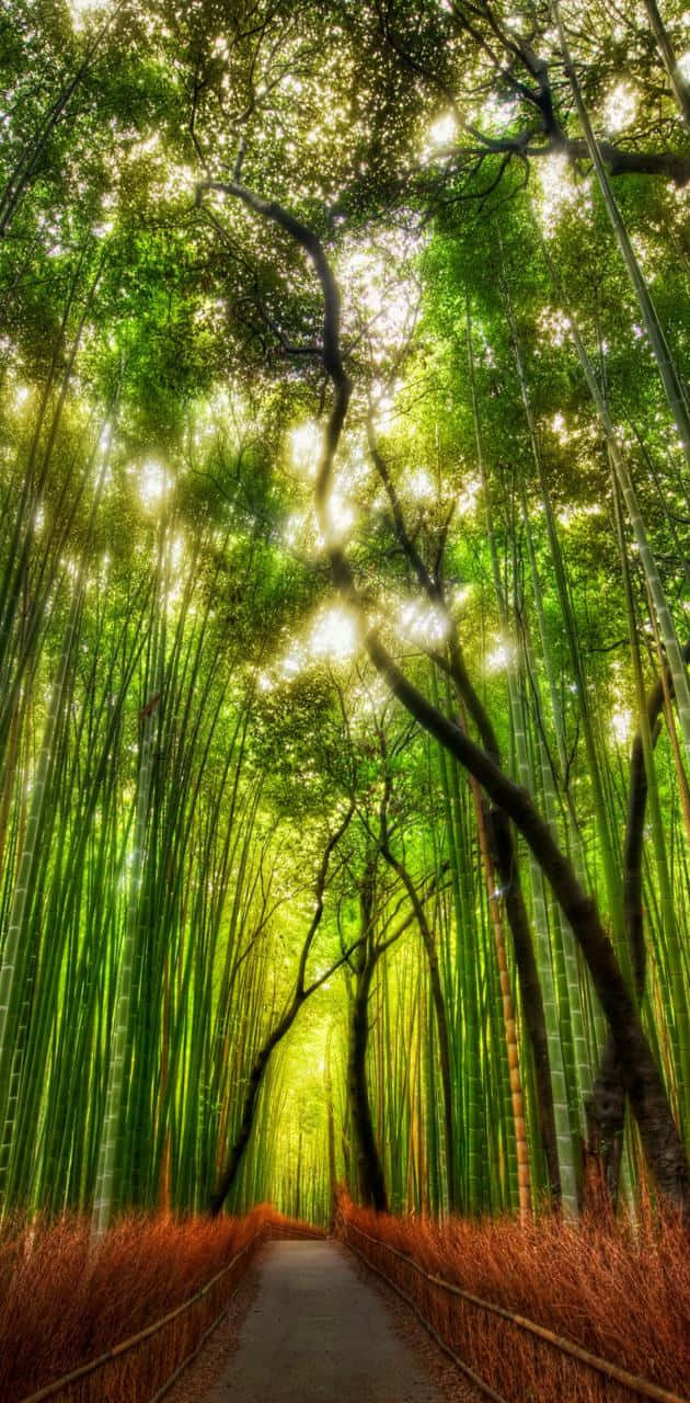 Bamboo Forest By Tadao Tadao Wallpaper