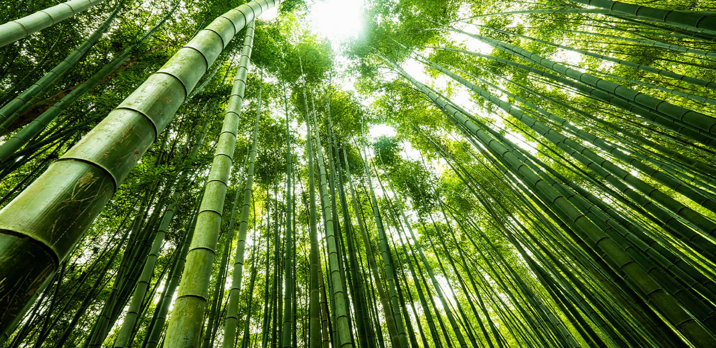 Bamboo Forest In A Green Forest Wallpaper