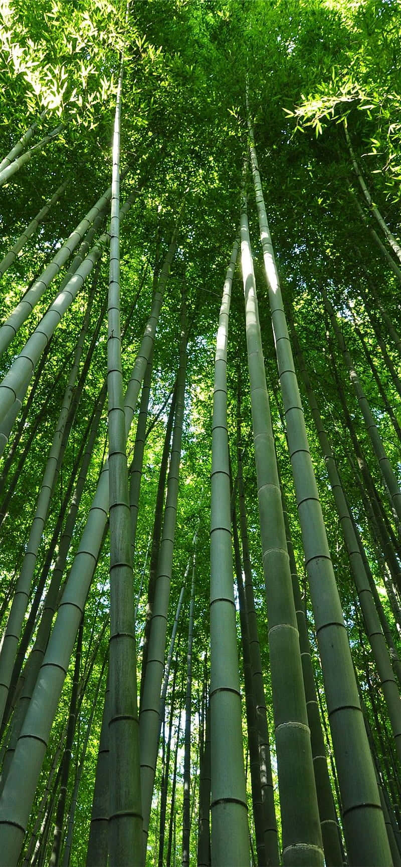 Bamboo Forest In Kyoto, Japan Wallpaper