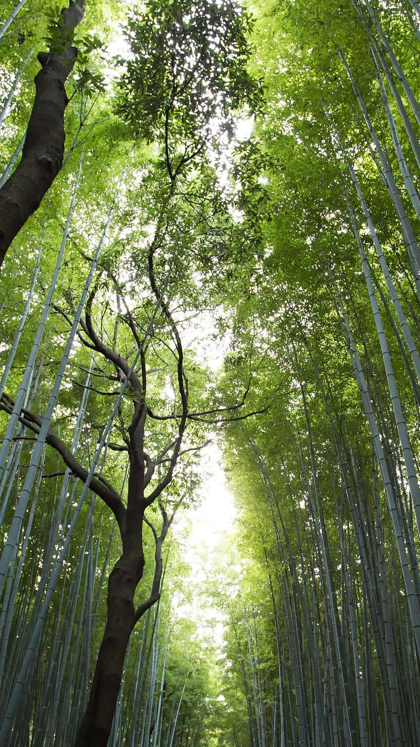 Bamboo Forest In Kyoto, Japan Wallpaper