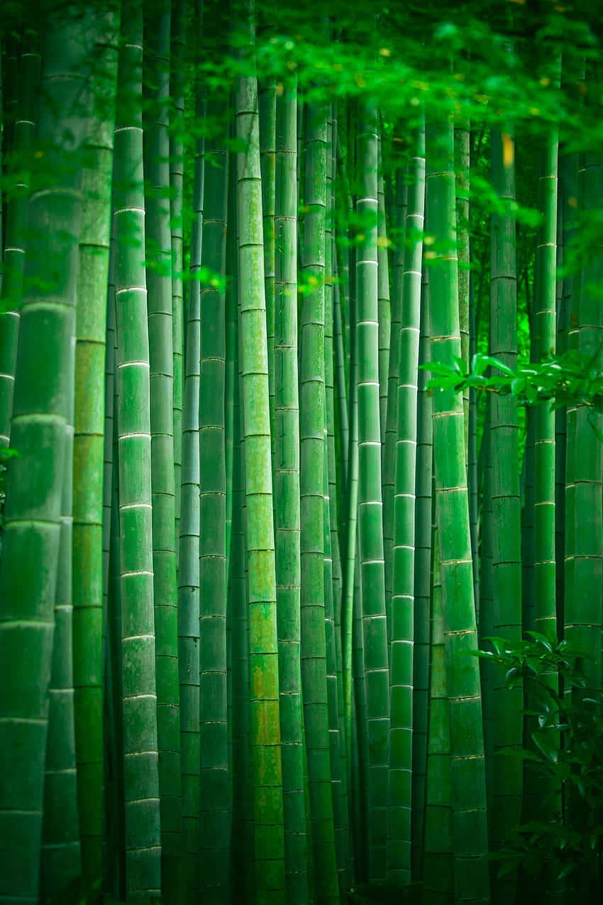 Bamboo Forest In Kyoto, Japan Wallpaper