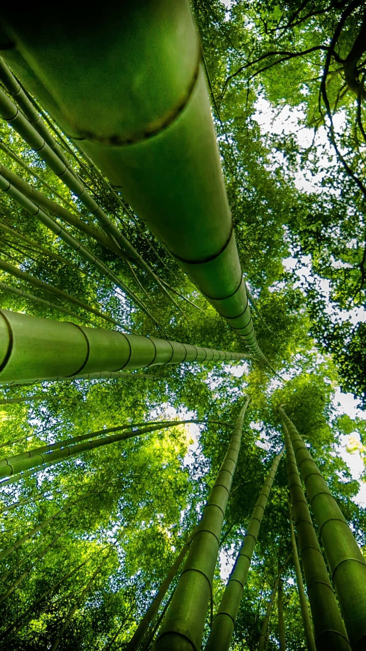 Bamboo Forest In Kyoto, Japan Wallpaper