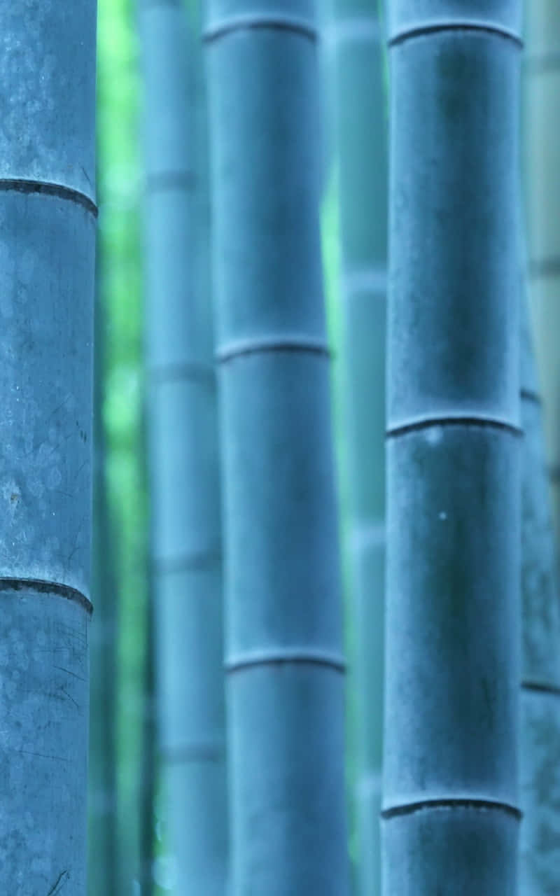 Bamboo Forest In Kyoto, Japan Wallpaper