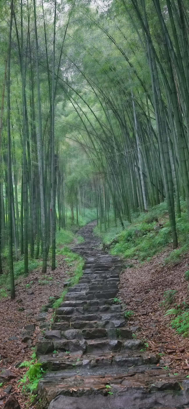 Bamboo Forest Path Wood Print Wallpaper