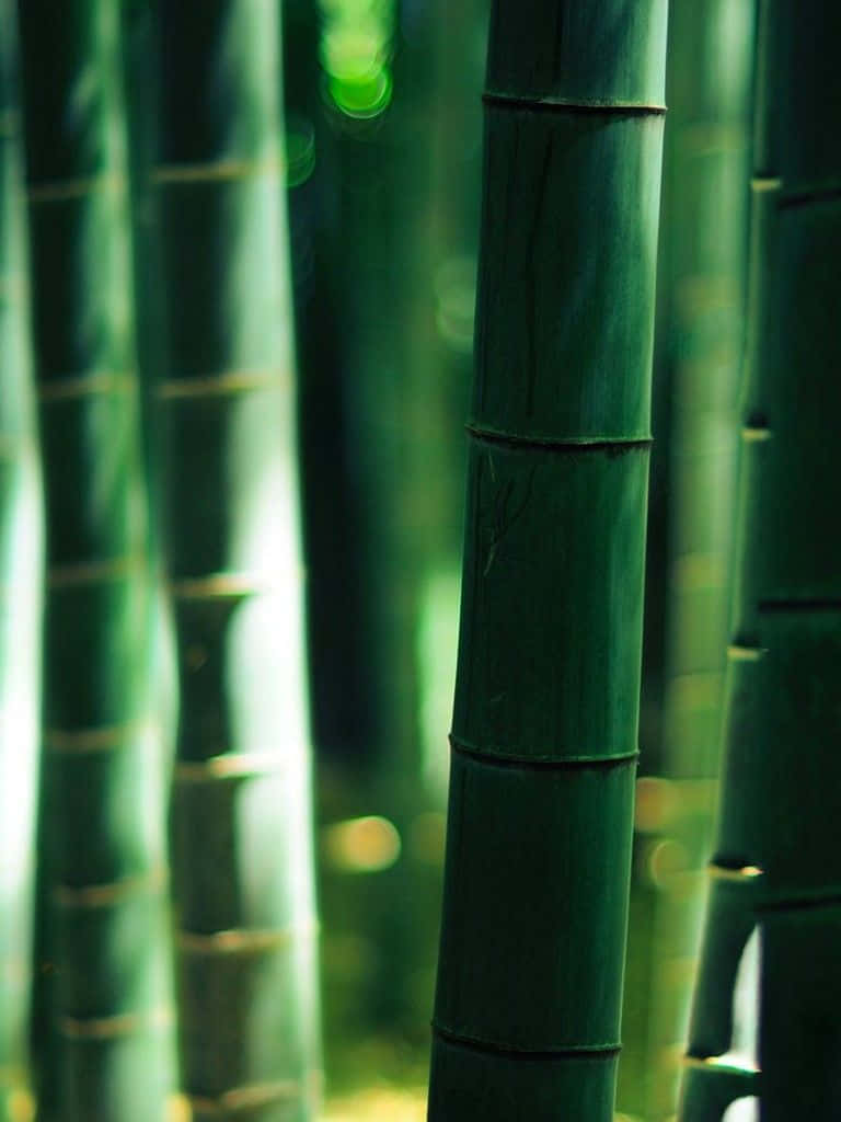 Bamboo Forest Wallpaper - Bamboo Forest Wallpaper Wallpaper