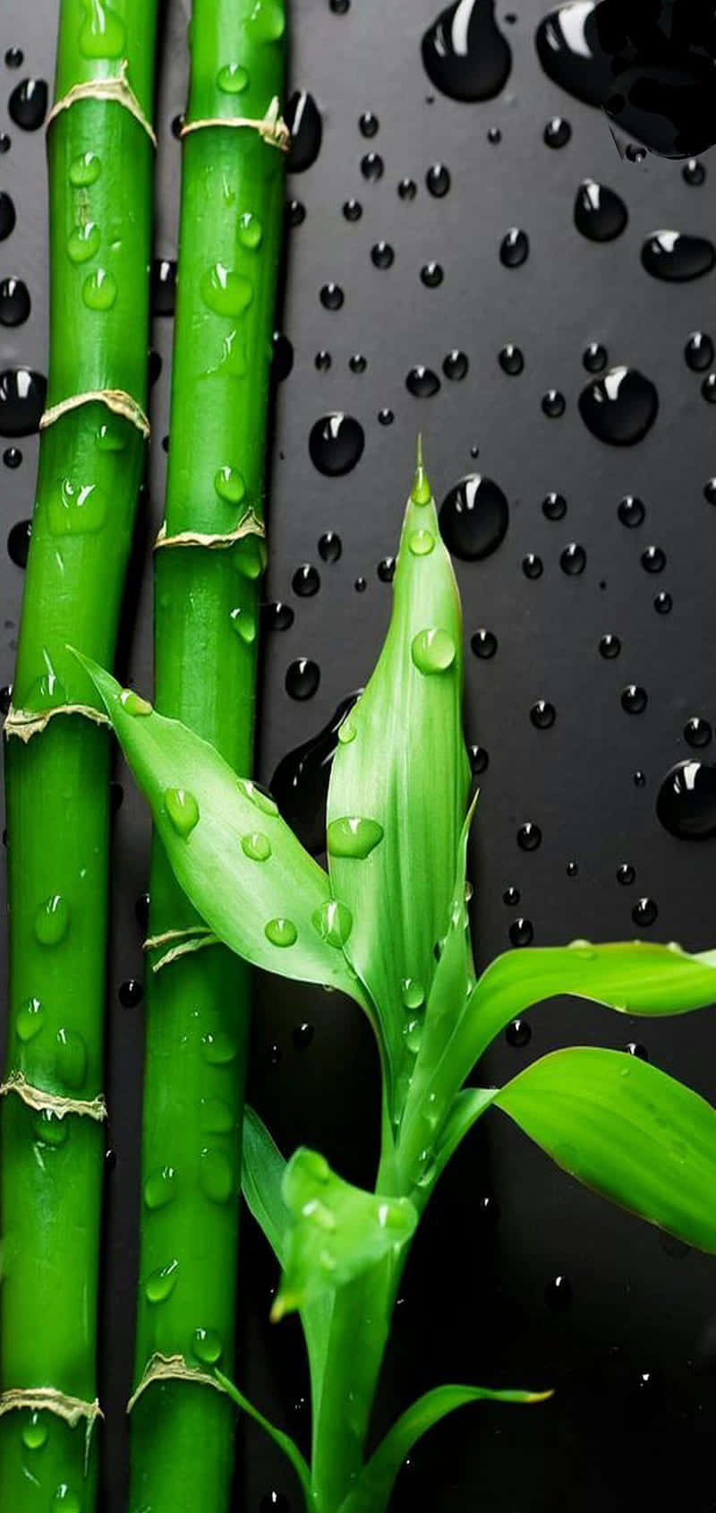 Bamboo Leaves With Water Droplets On A Black Background Wallpaper