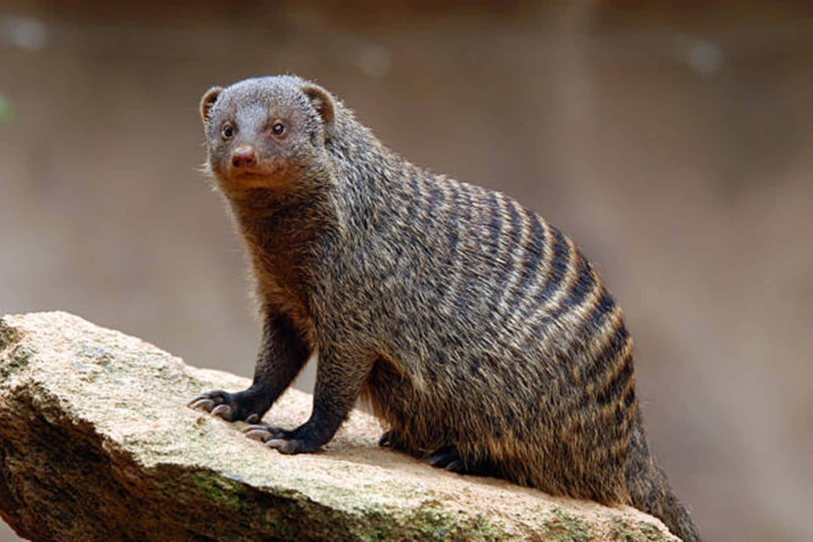 Banded Mongoose On Rock Wallpaper