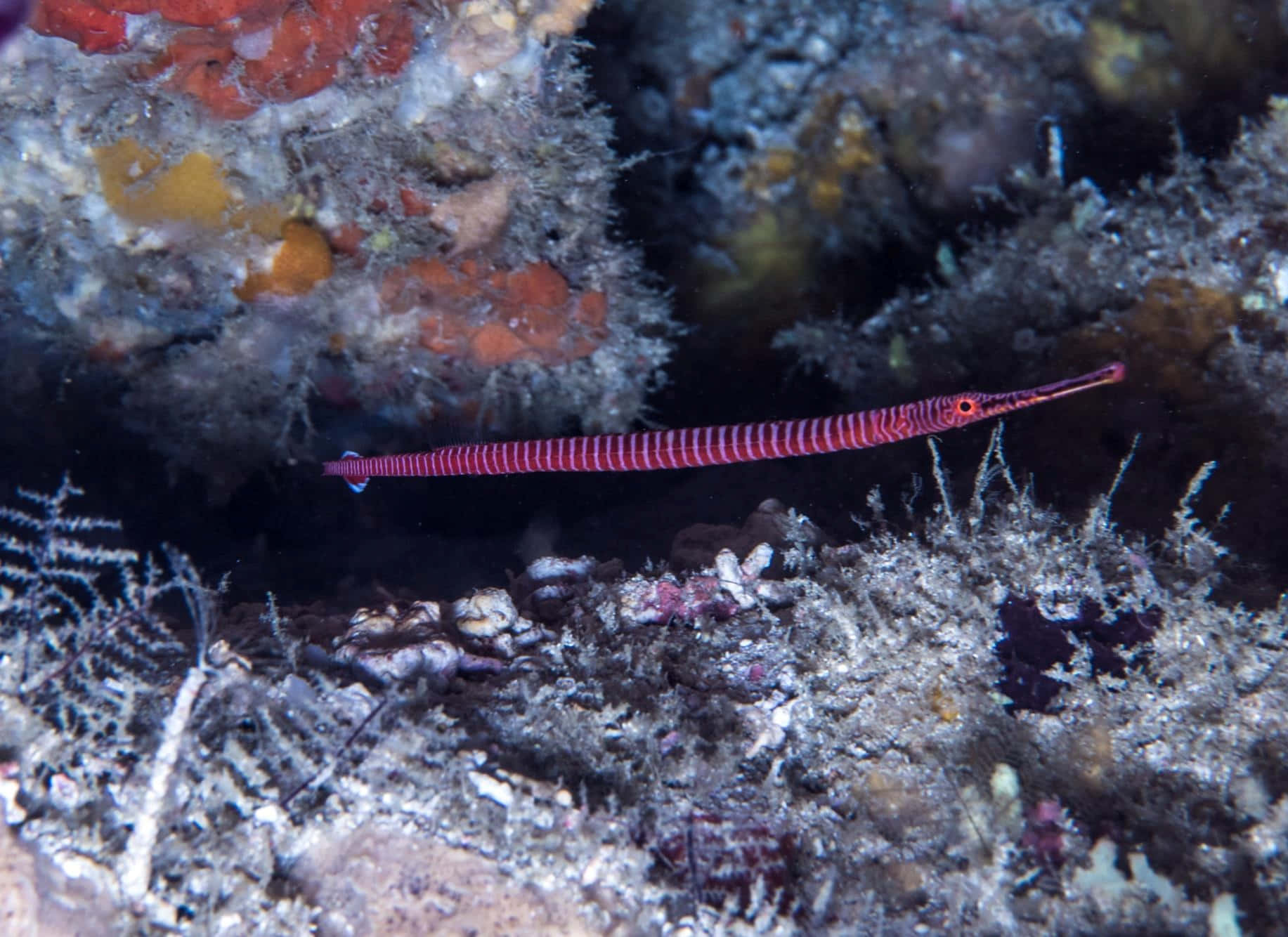 Banded Pipefishin Coral Reef Wallpaper