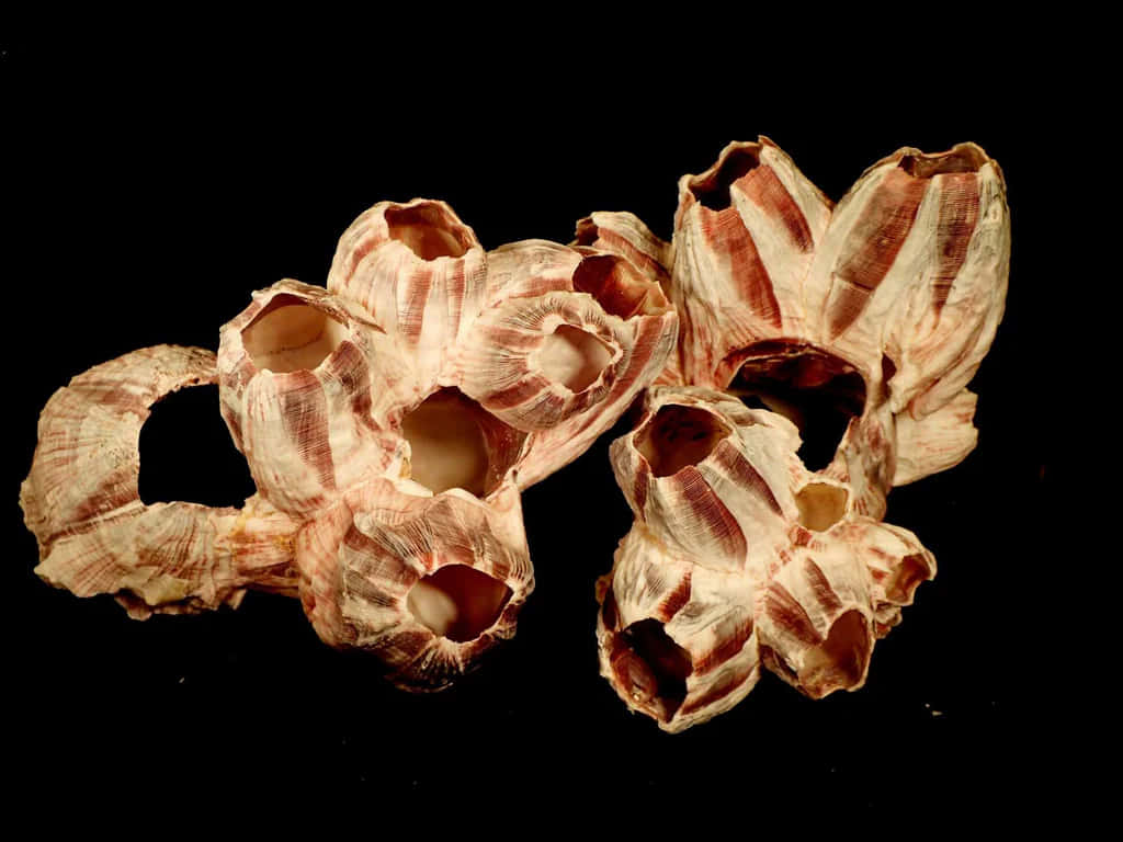 Barnacle Cluster Black Background Wallpaper