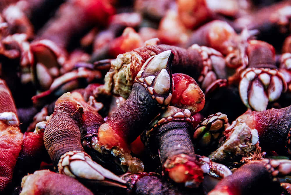 Barnacle Cluster Close Up Wallpaper