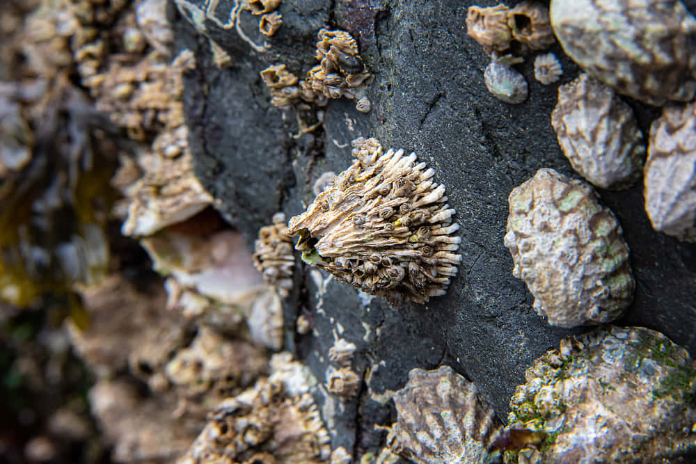 Barnacles Attachedto Rock Surface Wallpaper