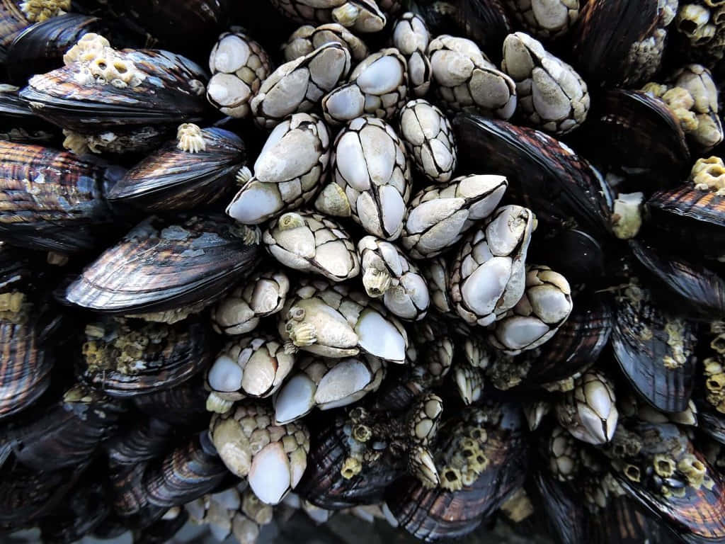 Barnaclesand Mussels Closeup Wallpaper