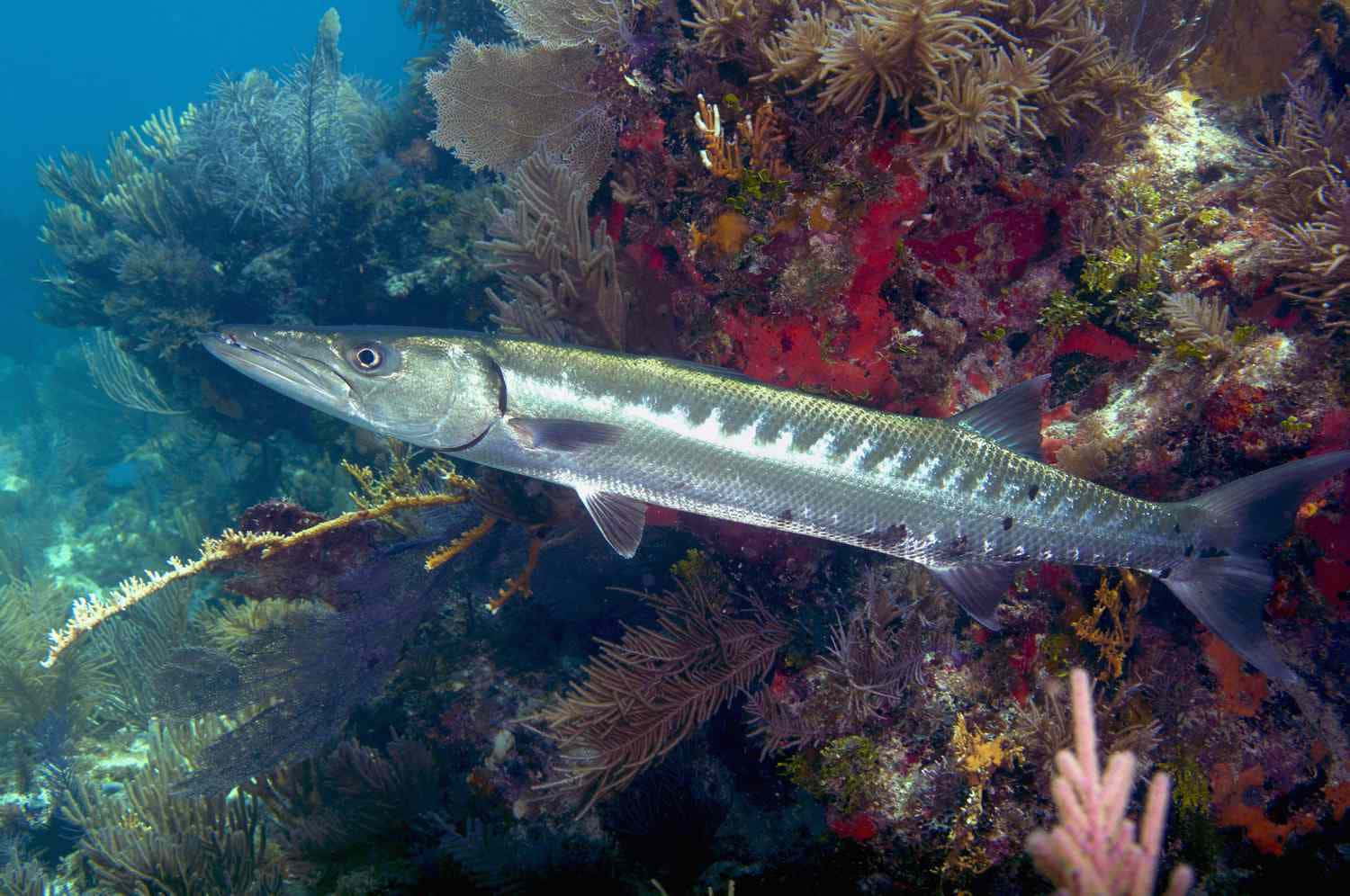 Barracuda Swimming Coral Reef Wallpaper