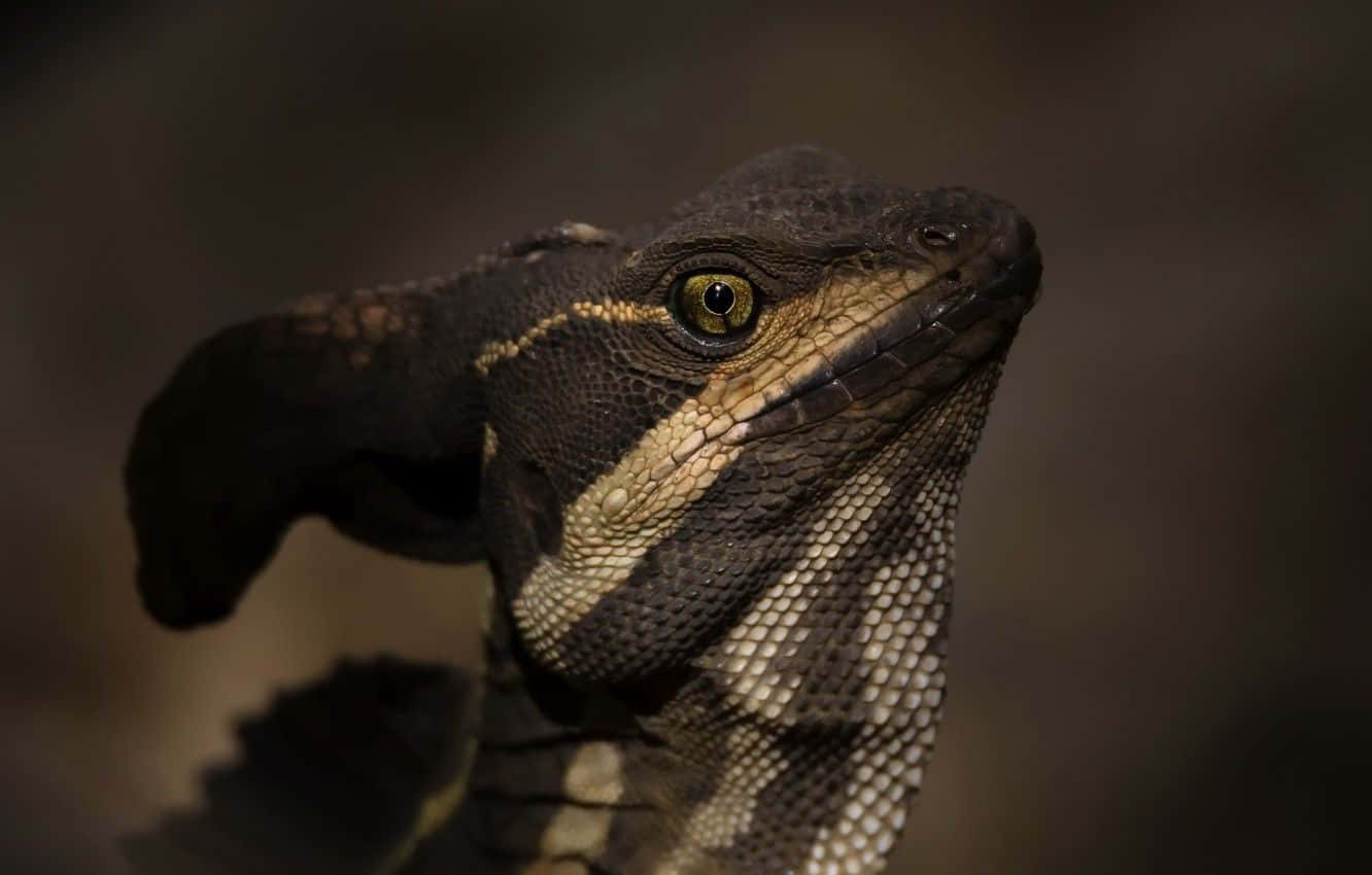 Basilisk Lizard Close Up Wallpaper