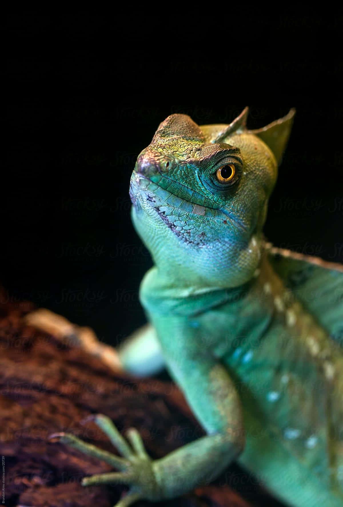 Basilisk Lizard Close Up Wallpaper