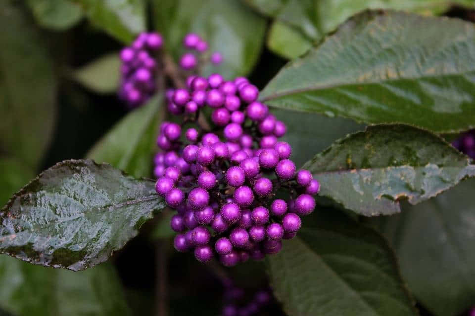 Bask In The Beauty Of Purple Berries Wallpaper